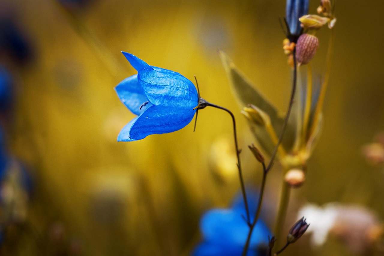 Ron Carter_Jazz_My_Romance